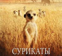  Постер Сурикаты / The Meerkats