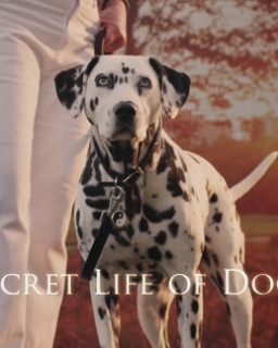 Таинственная жизнь собак / Secret Life of Dogs