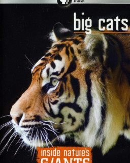 Анатомия крупнейших животных. Большие кошки