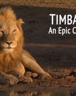 Тимбавати: Мир диких кошек