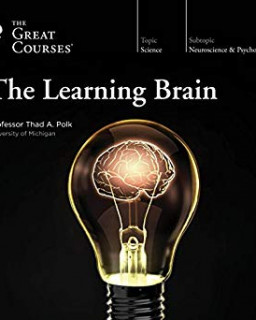 Изучающий мозг 