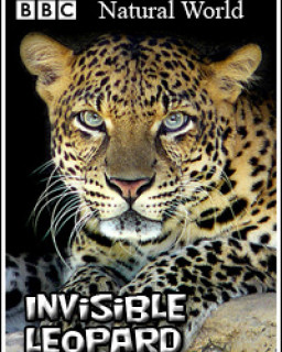 Мир природы. Невидимый леопард 