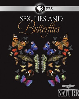 Бабочки: лгуньи и хвастуньи 