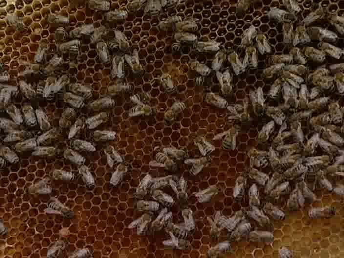 Скриншот 2 Люди и пчёлы (2 серии из 2) [2008, Документальный, DVDRip]