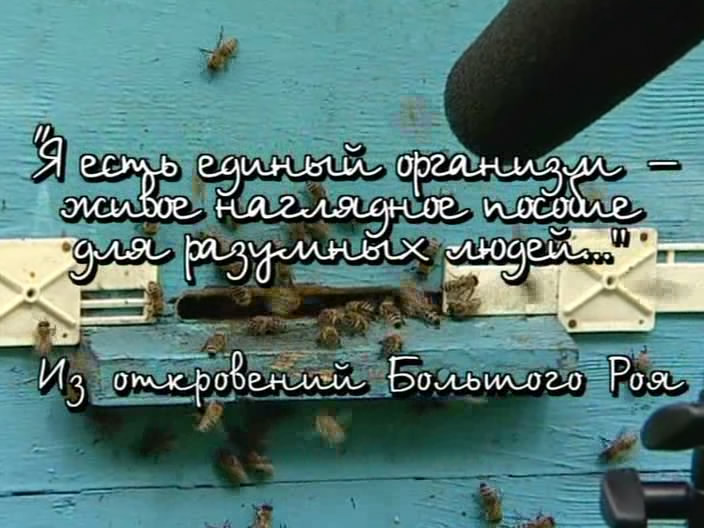 Скриншот 3 Люди и пчёлы (2 серии из 2) [2008, Документальный, DVDRip]