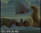 Скриншот 2 BBC: Живой мир. Полярные медведи и гризли