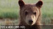 Скриншот 3 Медведи / DisneyNature: Bears
