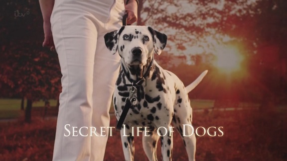 Постер Таинственная жизнь собак / Secret Life of Dogs
