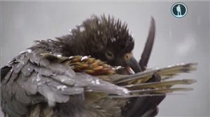 Скриншот 2 Интеллект пернатых. Умные птицы Южных островов / Beak and Brain: Genius Birds From Down Under