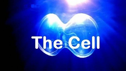 Постер Клетка, или из чего состоит жизнь