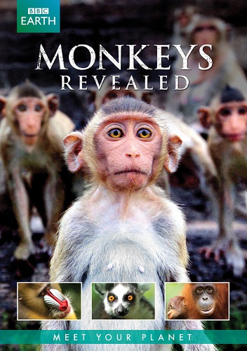 Постер BBC. Всё о мире обезьян