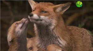 Скриншот 3 BBC. Чудеса животного мира