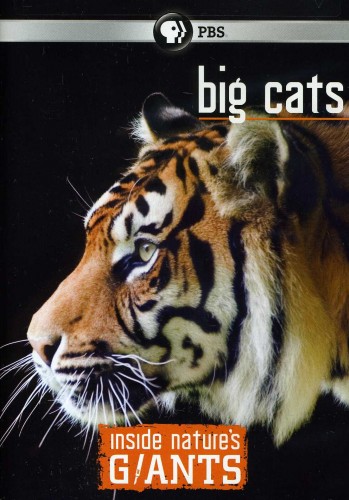 Постер Анатомия крупнейших животных. Большие кошки