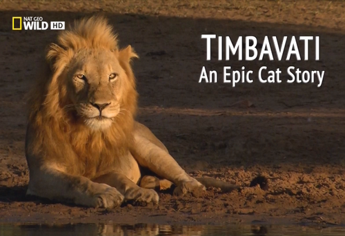 Постер Тимбавати: Мир диких кошек