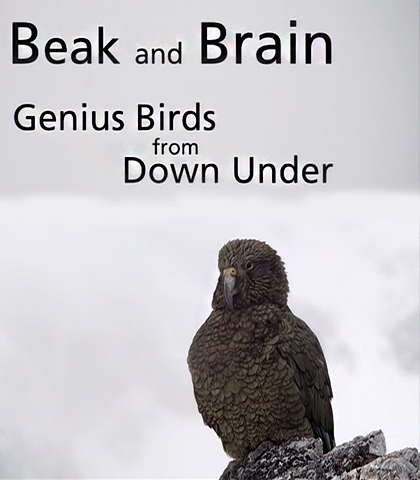 Постер Клюв и мозг. Гениальные птицы