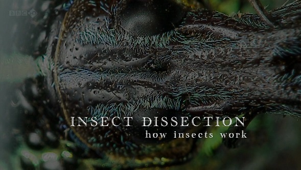 Постер Вивисекция. Как устроены насекомые
