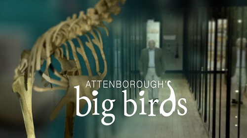 Постер Большие птицы с Дэвидом Аттенборо