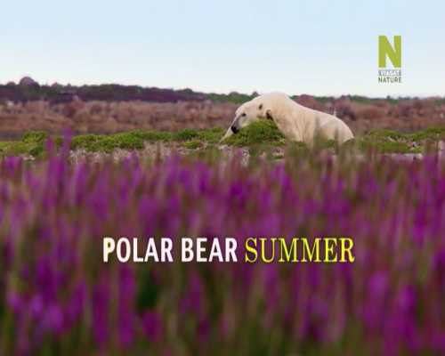 Постер Лето белых медведей