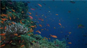 Скриншот 3 Большой Барьерный риф с Дэвидом Аттенборо
