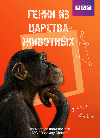 Постер Гении из царства животных
