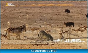 Скриншот 1 Намибия - убежище гигантов