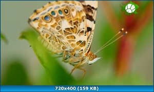 Скриншот 2 Бабочки: лгуньи и хвастуньи