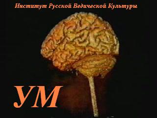 Постер УМ (Институт Русской Ведической Культуры) [2002 г.,TVRip]